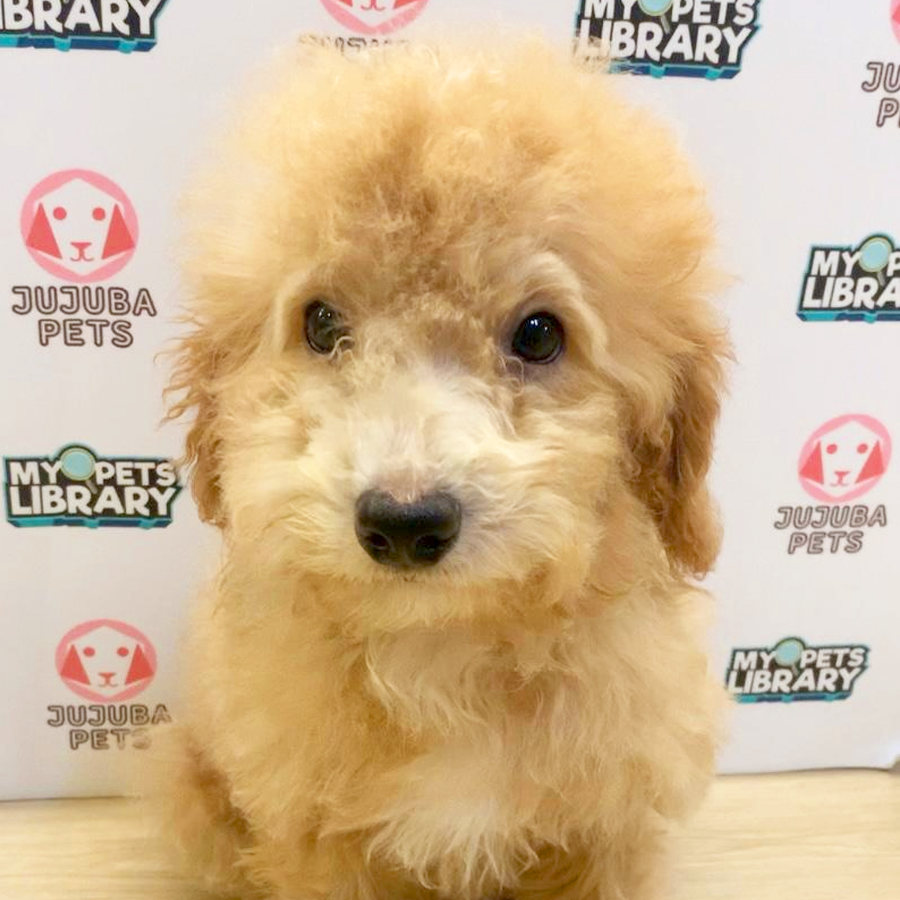 Toy Poodle Puppy (Male) For Sale