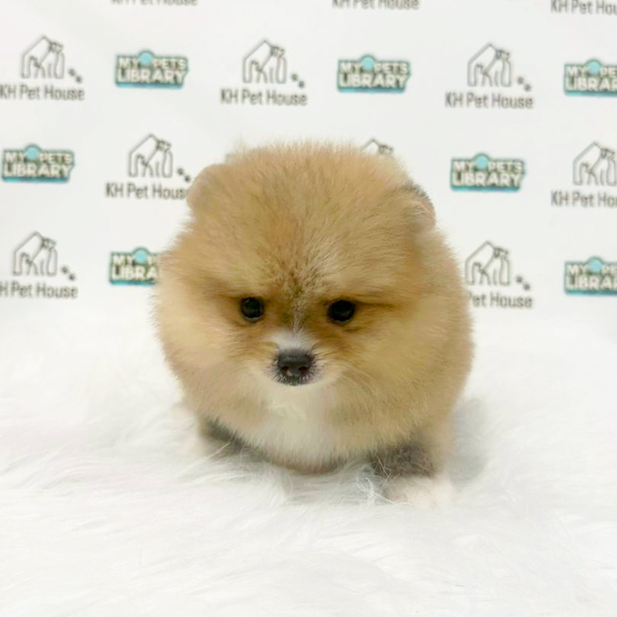 Pomeranian Puppy (Female) For Sale