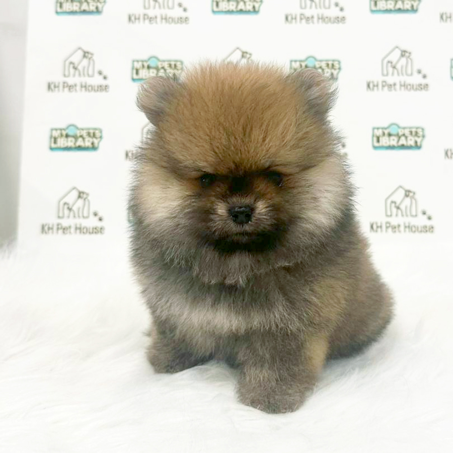 Pomeranian Puppy (Female) For Sale