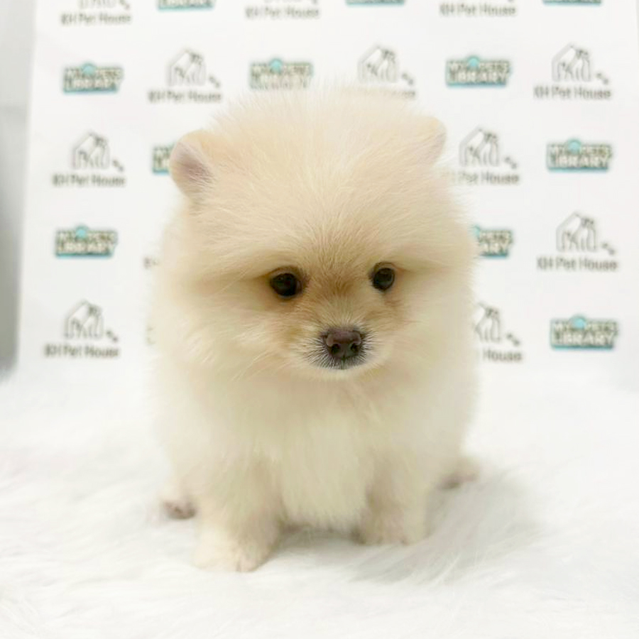 Pomeranian Puppy (Male) For Sale