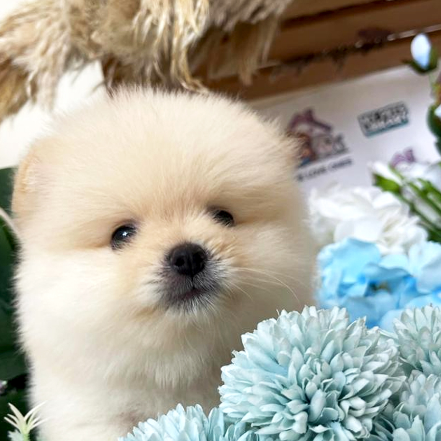 Tiny Pomeranian Puppy (Male) For Sale