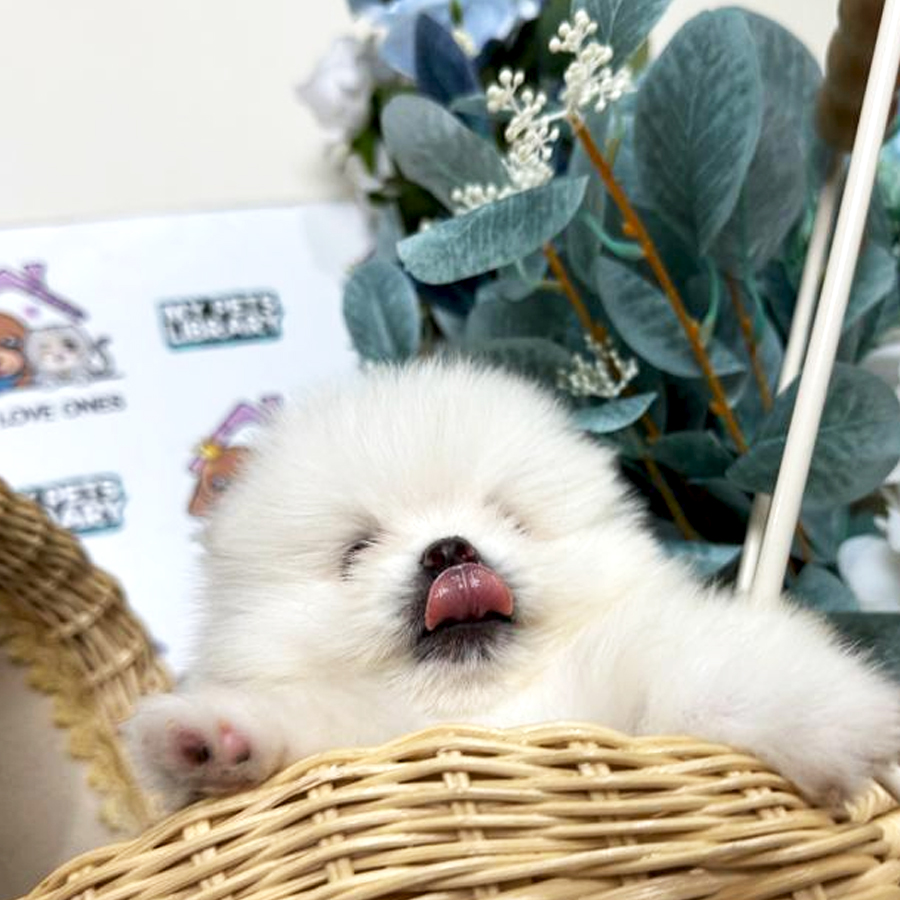 Tiny Pomeranian Puppy (Male) For Sale