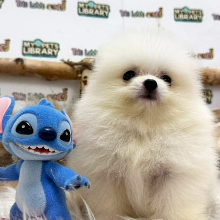 Tiny Pomeranian Puppy (Male) For Sale
