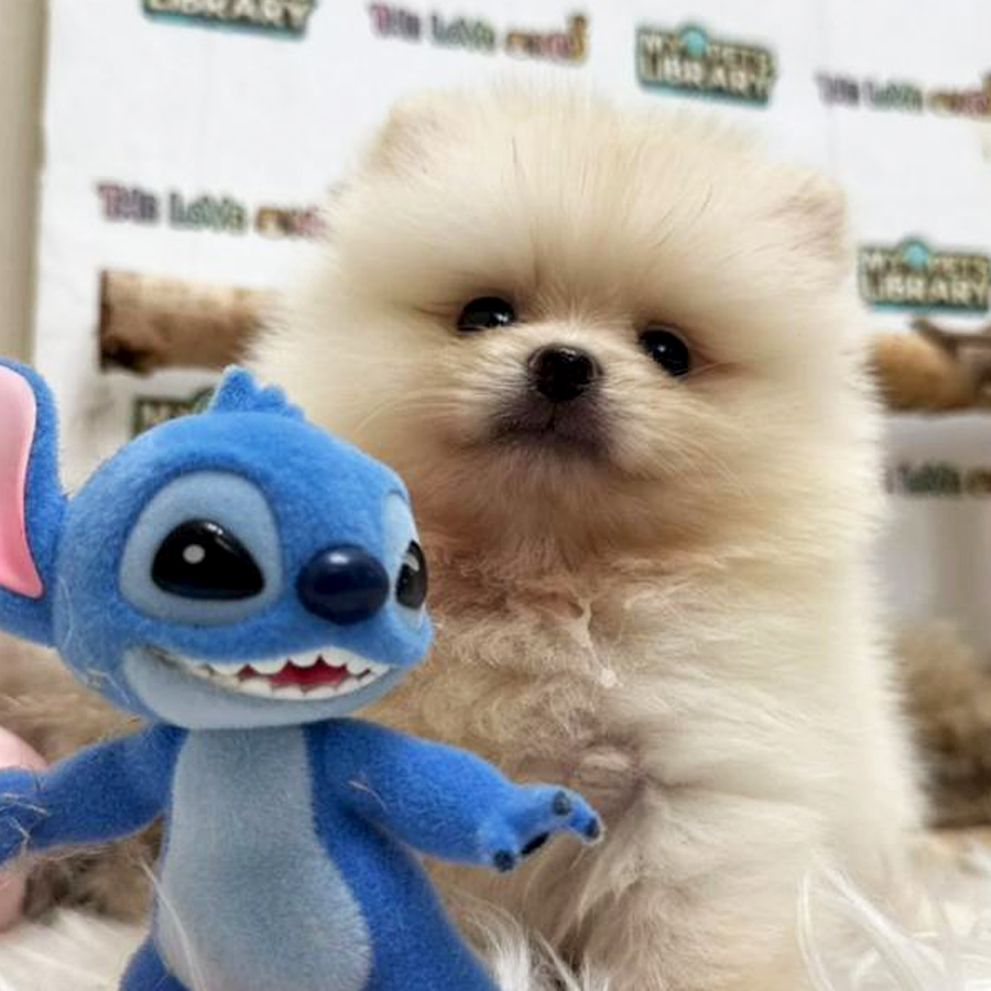 Tiny Pomeranian Puppy (Female) For Sale
