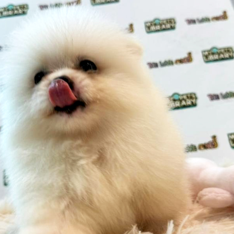 Tiny Pomeranian Puppy (Male) For Sale