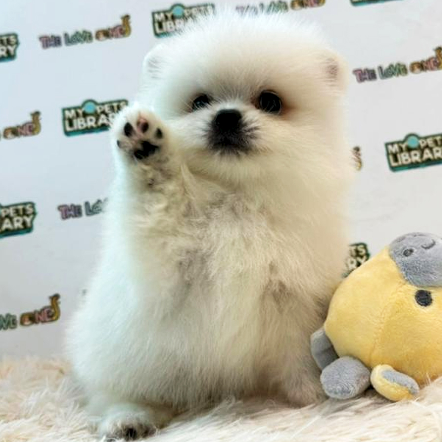 Tiny Pomeranian Puppy (Male) For Sale