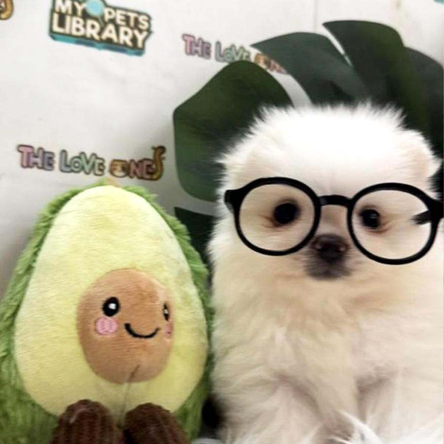 Tiny Pomeranian Puppy (Male) For Sale