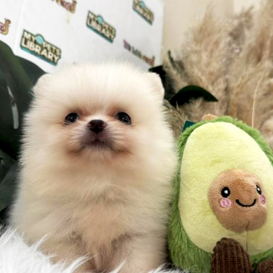 Tiny Pomeranian Puppy (Male) For Sale