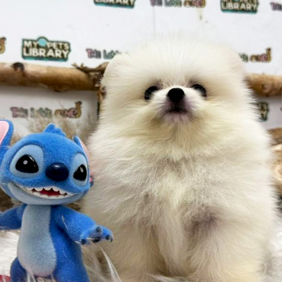 Tiny Pomeranian Puppy (Male) For Sale