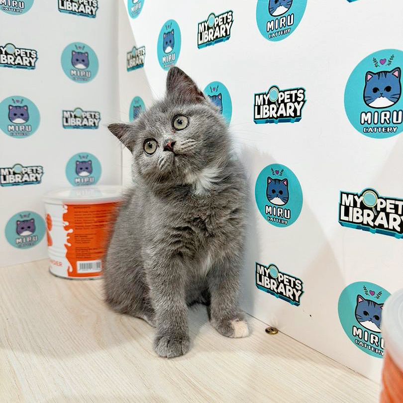 British Shorthair Kitten (Female) For Sale