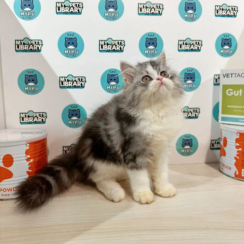 Minuet Napoleon Kitten (Male) For Sale