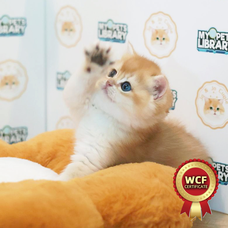 WCF British Shorthair Kitten (Male) For Sale
