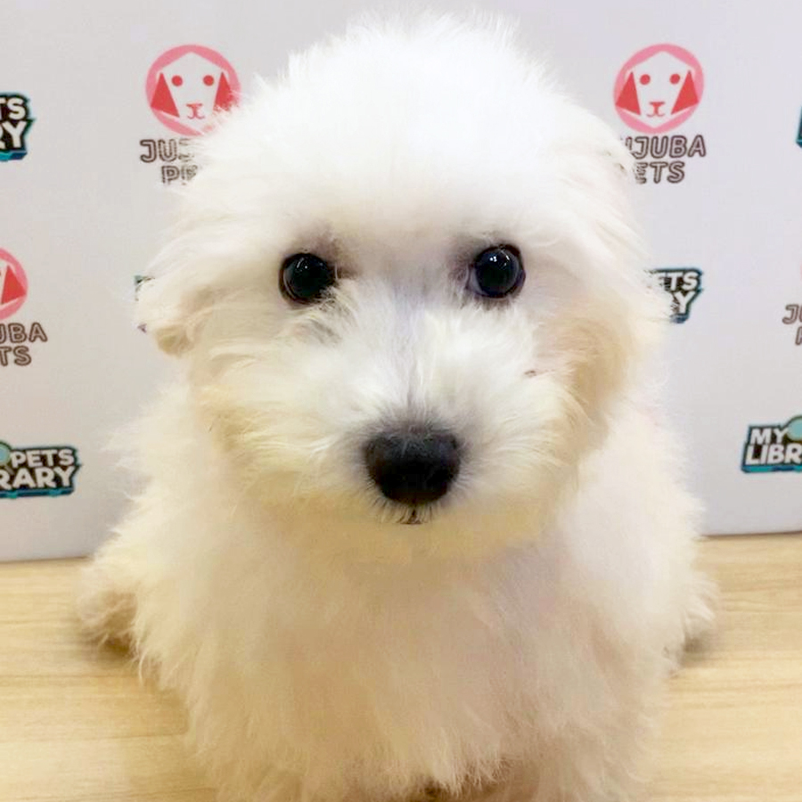 Toy Poodle Puppy (Male) For Sale