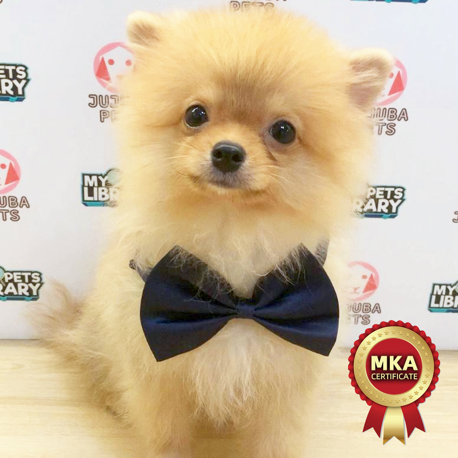 MKA Pomeranian Puppy (Male) For Sale