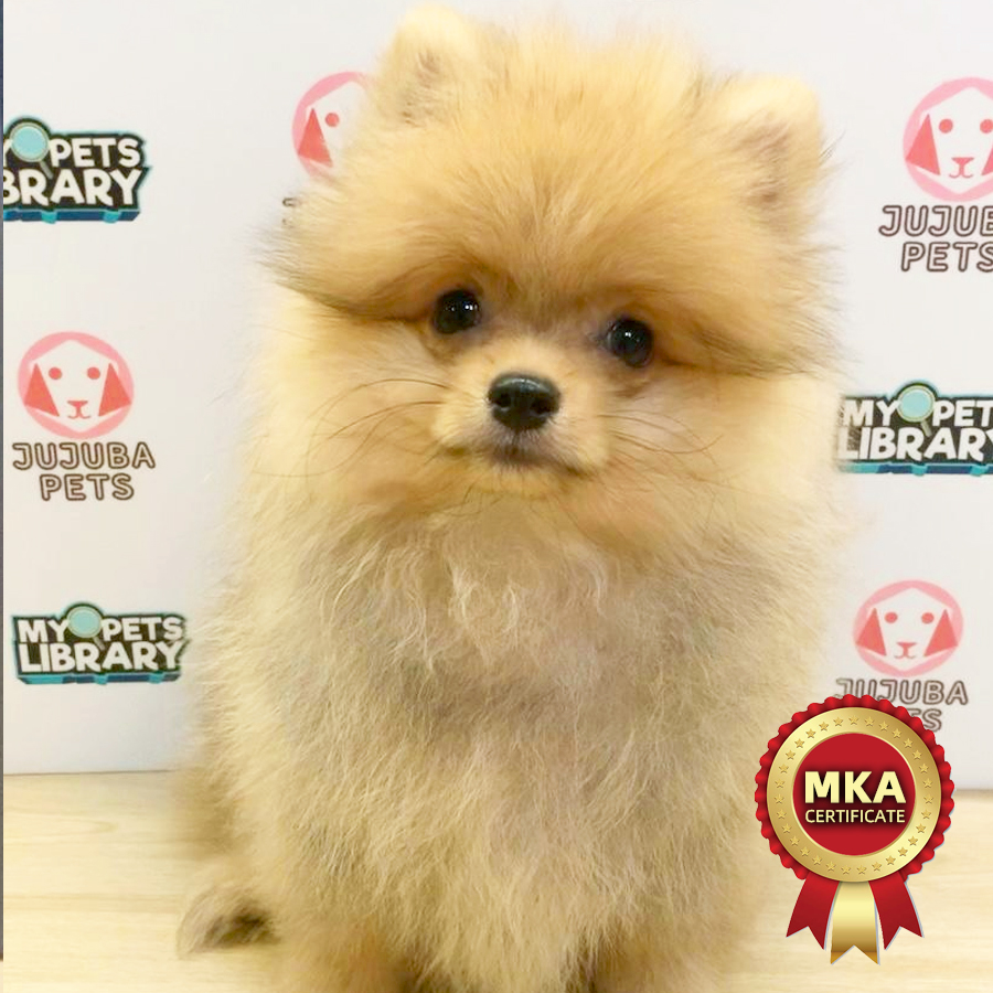 MKA Pomeranian Puppy (Male) For Sale