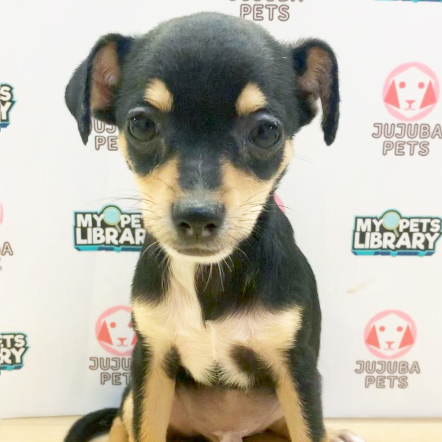 Chihuahua Puppy (Male) For Sale