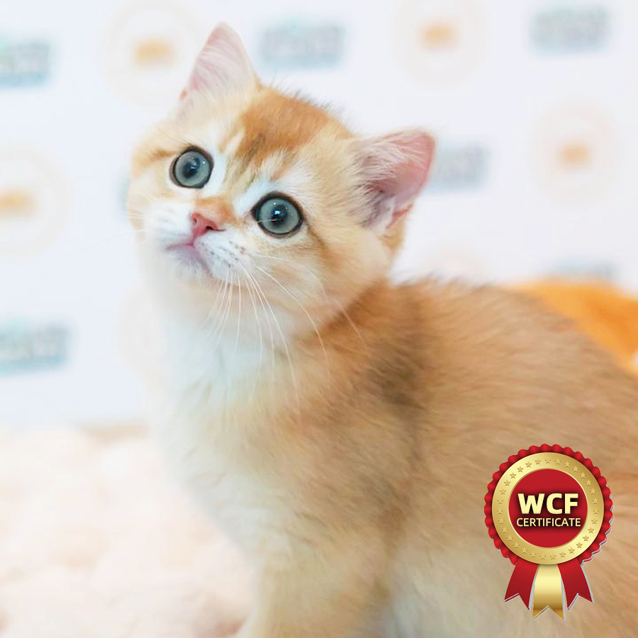 WCF British Shorthair Kitten (Male) For Sale