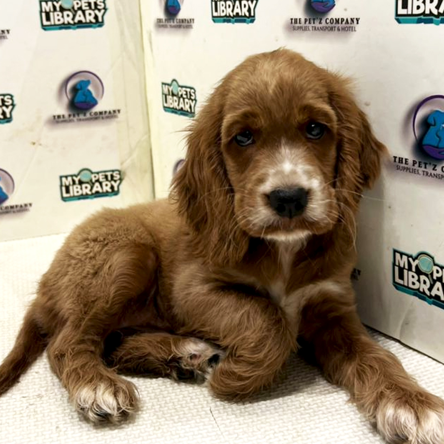 Cocker Spaniel Puppy (Female) For Sale