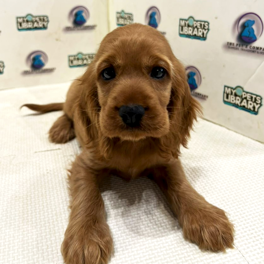 Cocker Spaniel Puppy (Female) For Sale