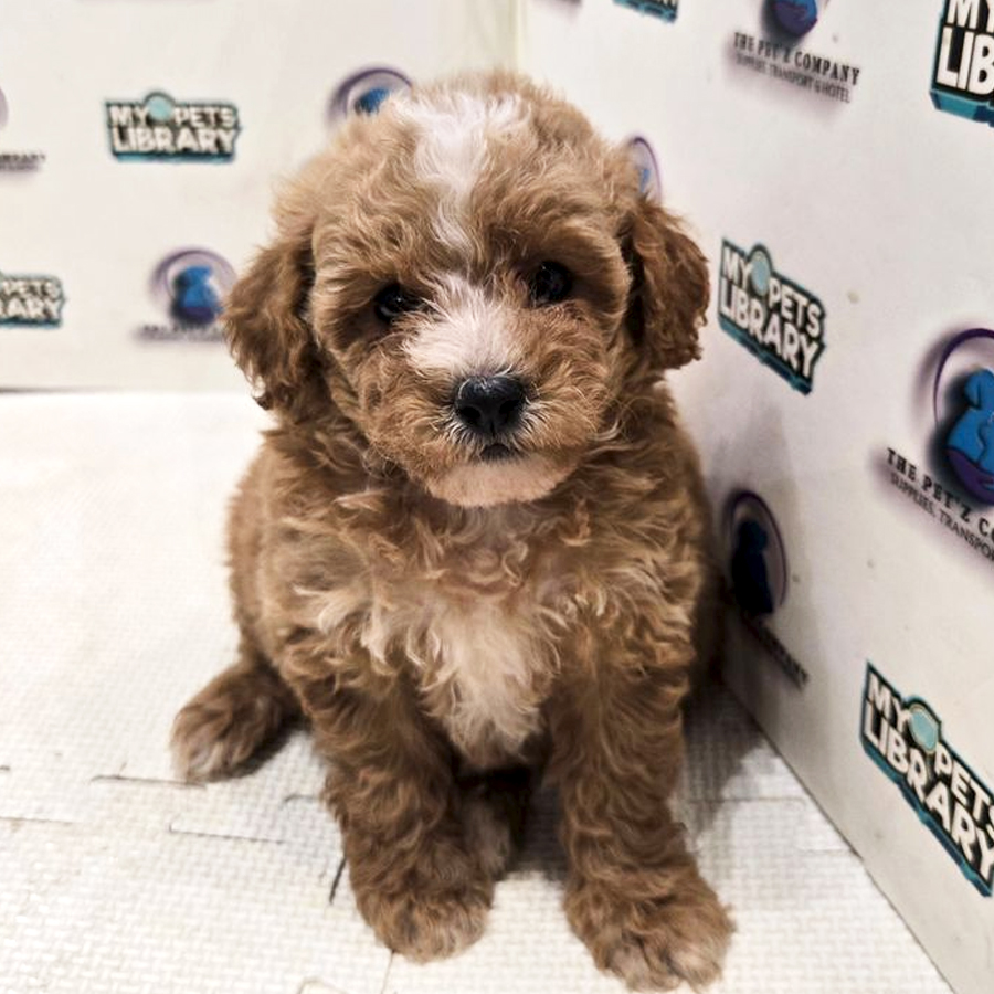 Poodle Puppy (Female) For Sale