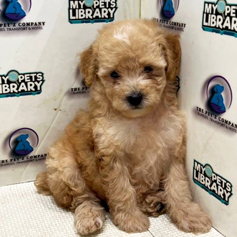 Poodle Puppy (Female) For Sale