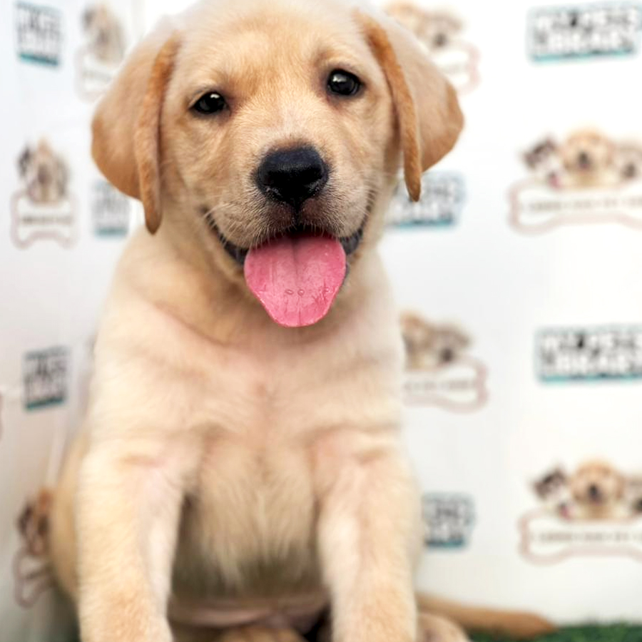Labrador Retriever Puppy (Male) For Sale