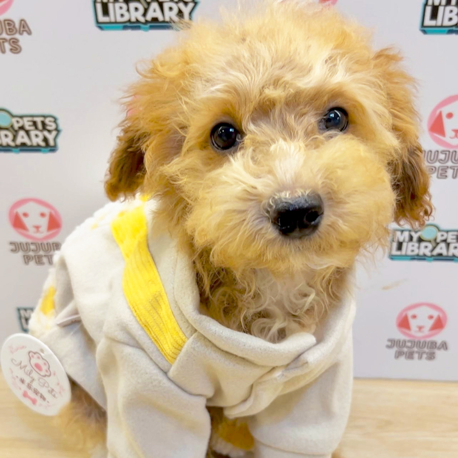 Toy Poodle Puppy (Male) For Sale