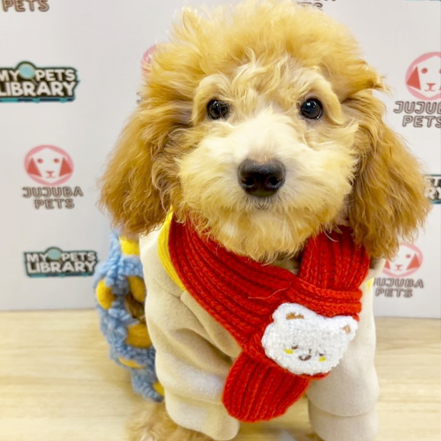 Toy Poodle Puppy (Female) For Sale