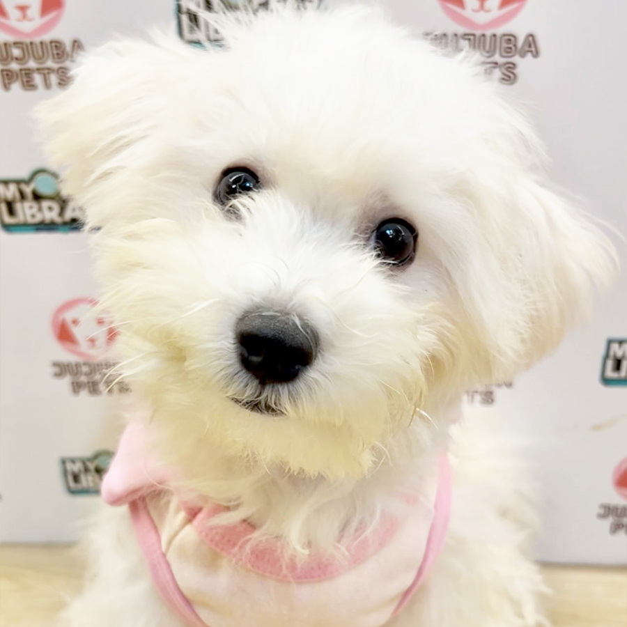 Toy Poodle Puppy (Male) For Sale