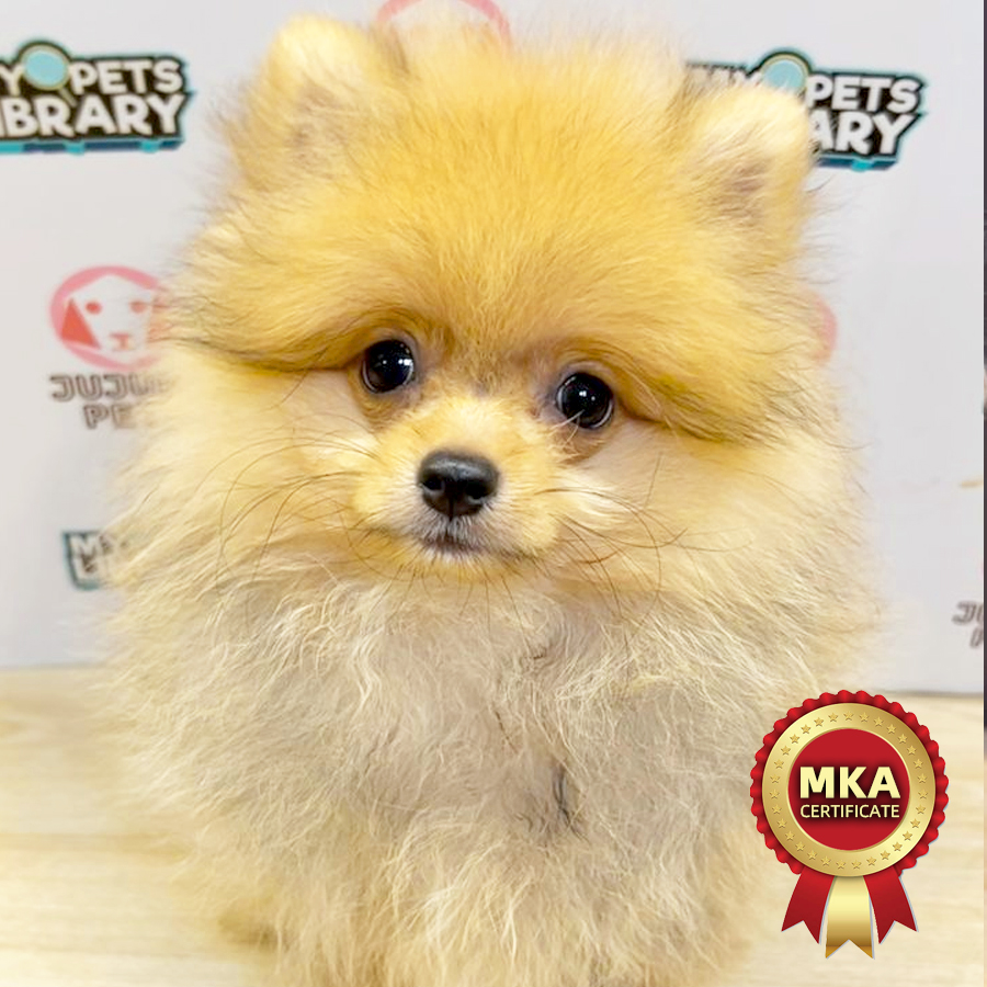 MKA Pomeranian Puppy (Male) For Sale