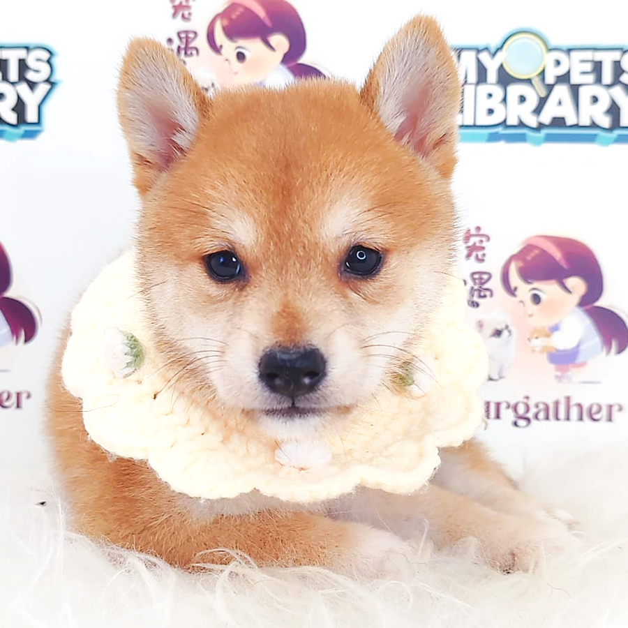 Mame Inu Puppy (Male) For Sale