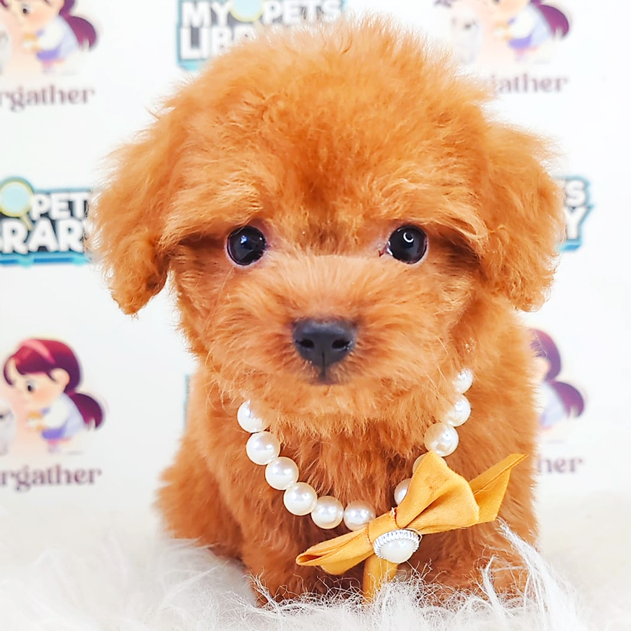 Poodle Puppy (Male) For Sale