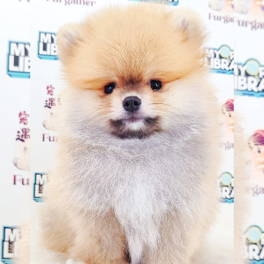 Tiny Pomeranian Puppy (Male) For Sale