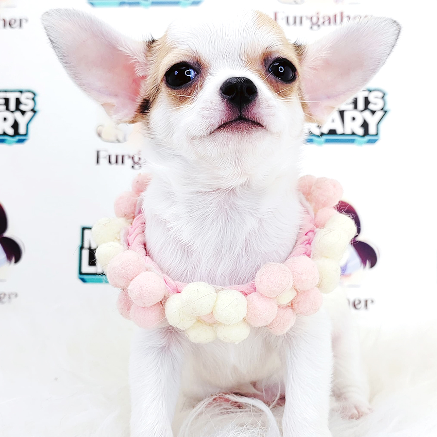 Short Coat Chihuahua Puppy (Female) For Sale