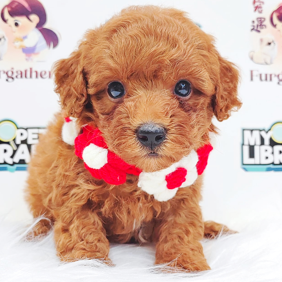 Poodle Puppy (Male) For Sale