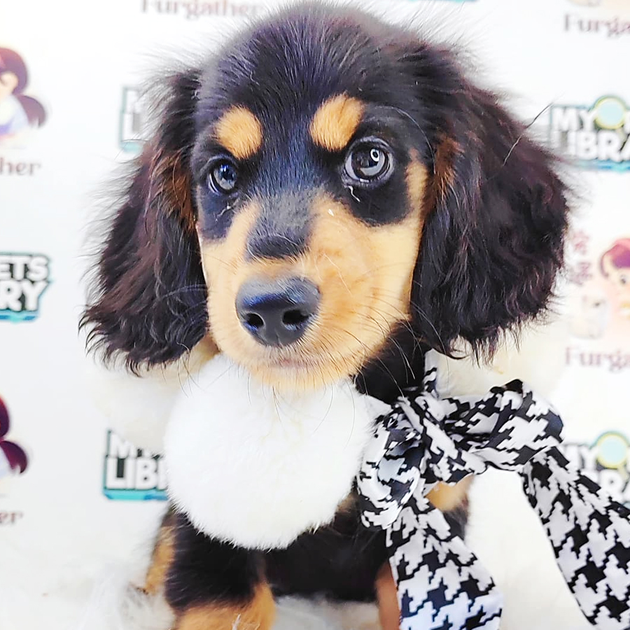 Long Coat Dachshund Puppy (Male) For Sale