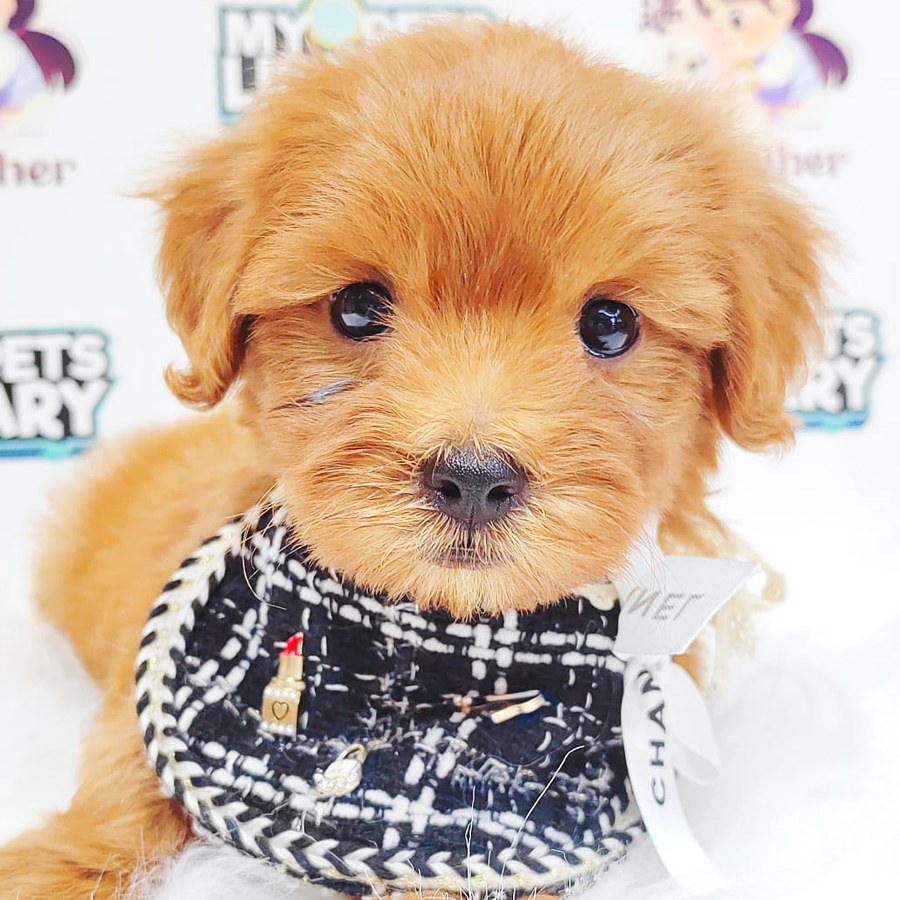 Maltipoo Puppy (Male) For Sale
