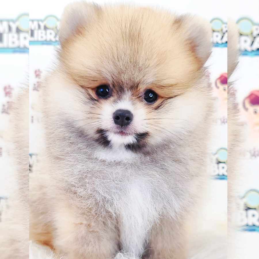 Tiny Pomeranian Puppy (Male) For Sale