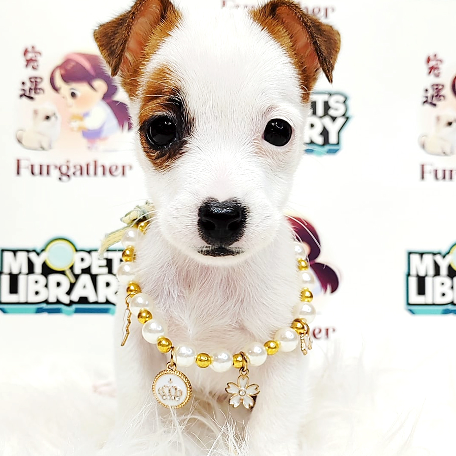 Jack Russell Terrier Puppy (Male) For Sale