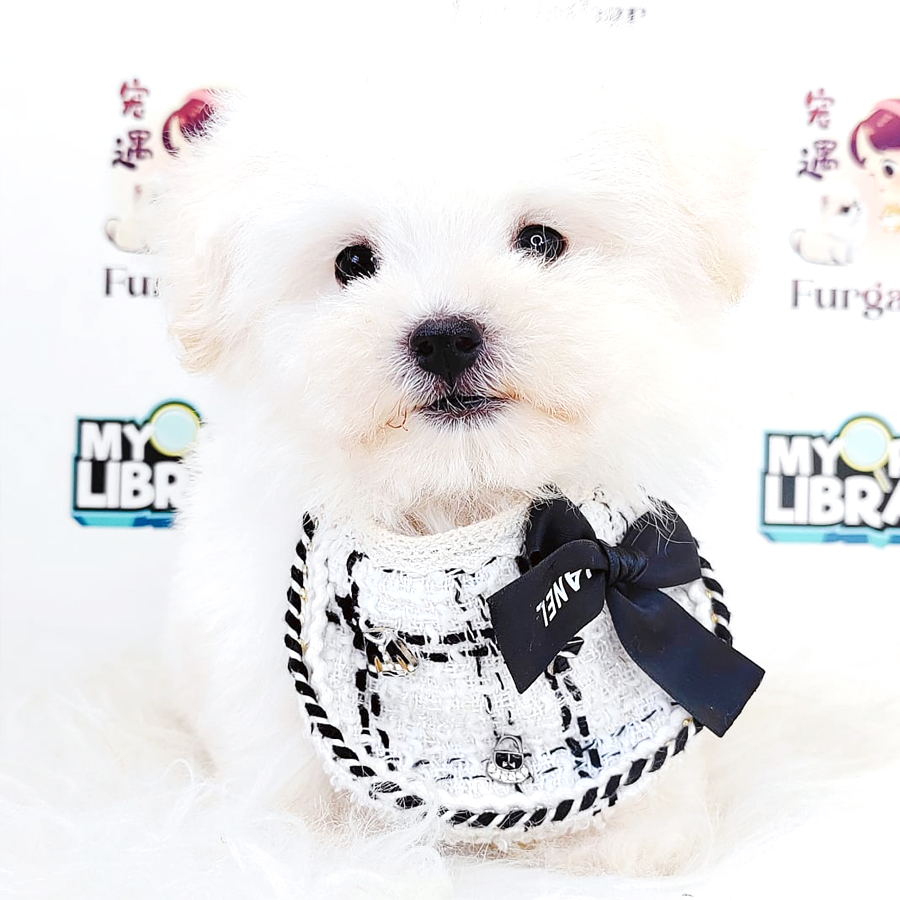 Maltipoo Puppy (Male) For Sale