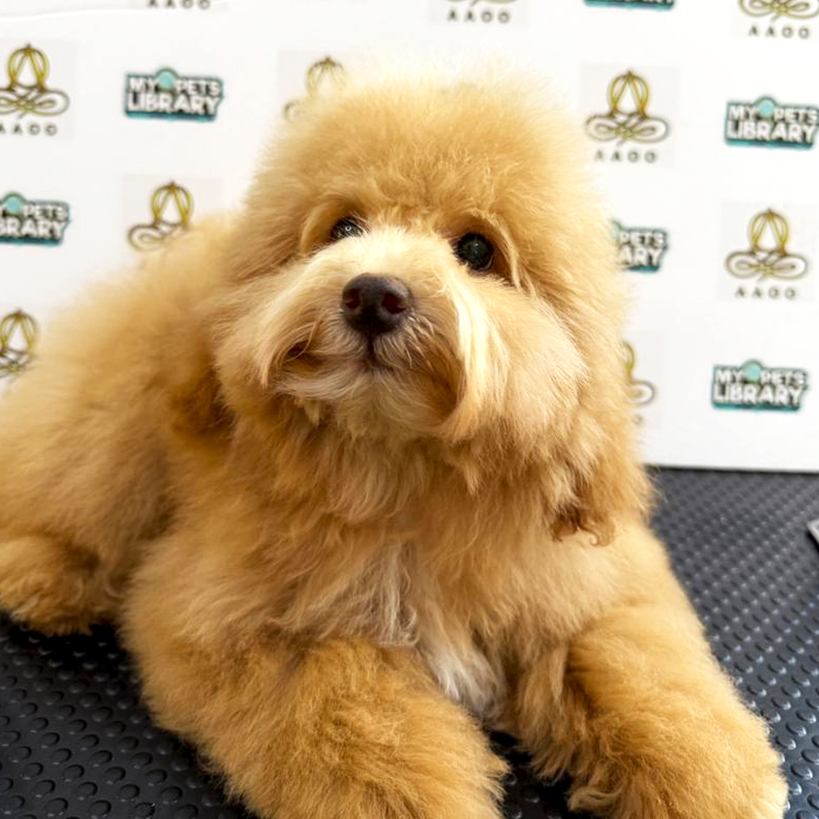 Toy Poodle Puppy (Male) For Sale