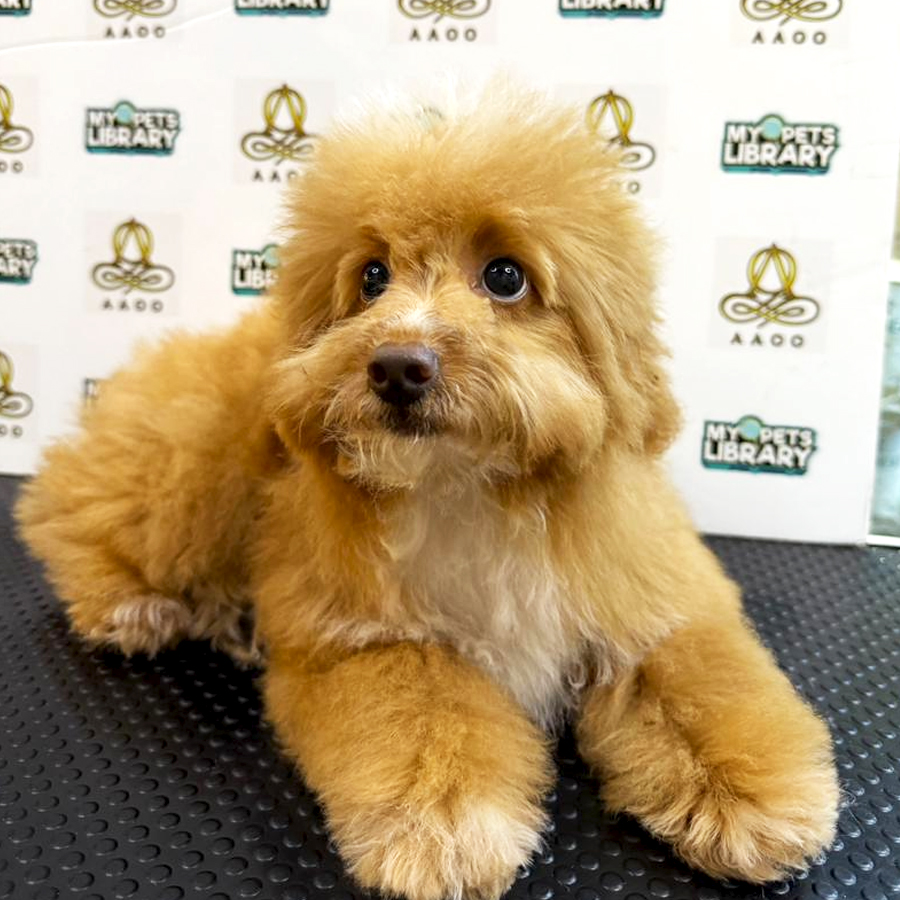Toy Poodle Puppy (Female) For Sale