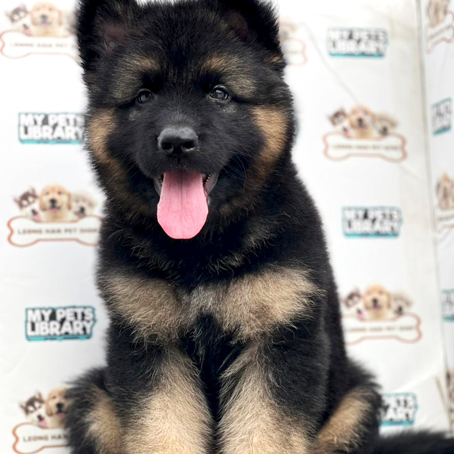 German Shepherd Puppy (Male) For Sale