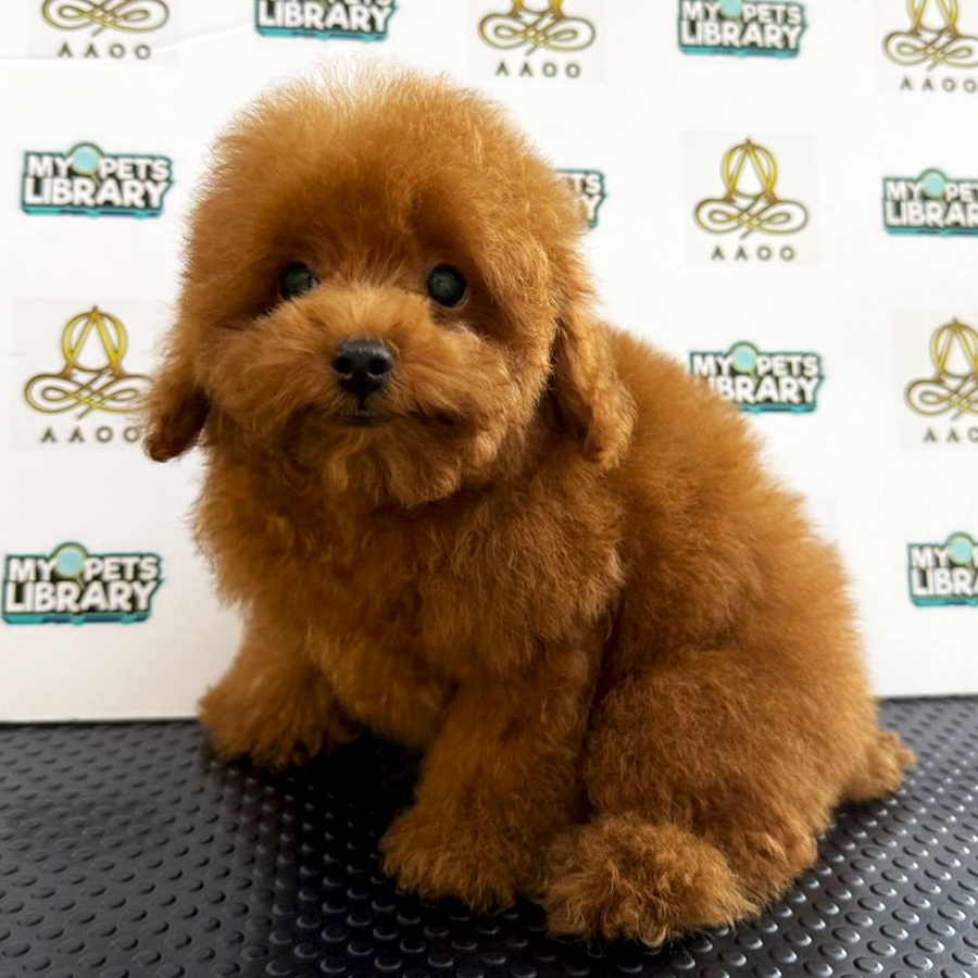 Toy Poodle Puppy (Female) For Sale