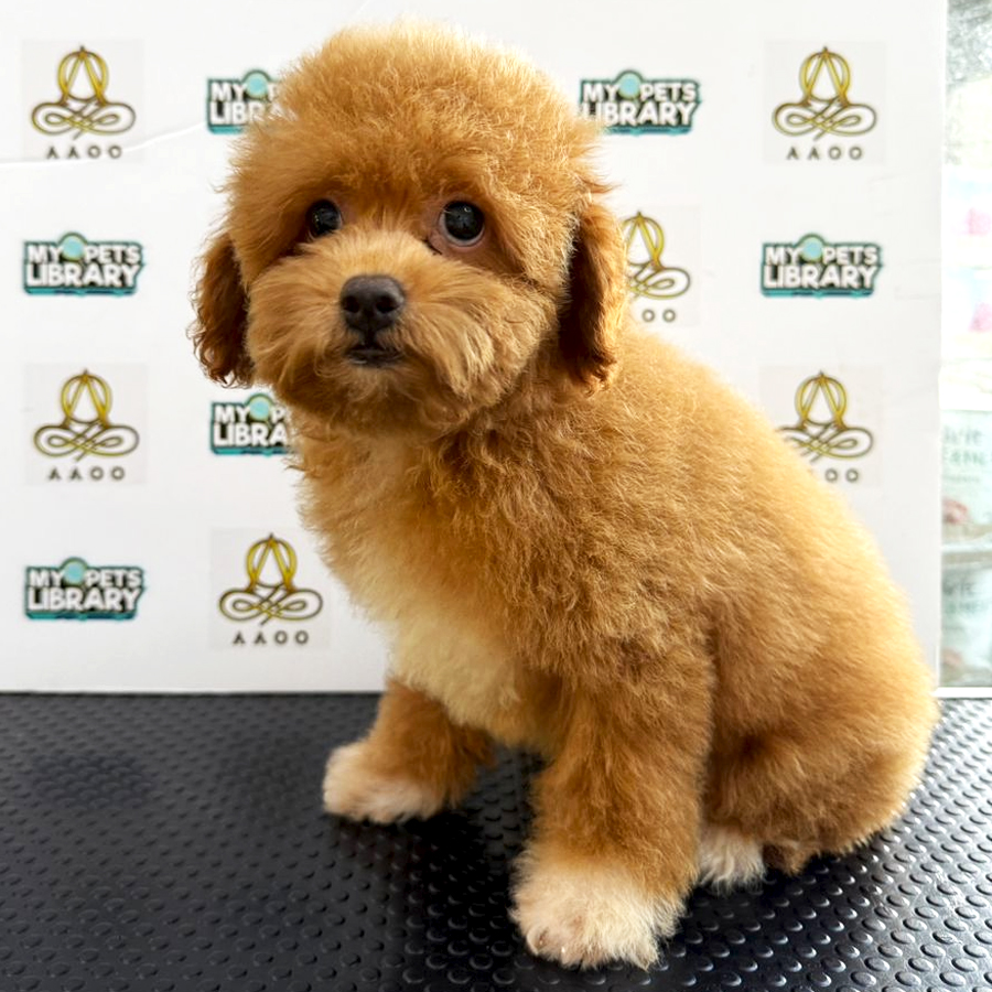 Toy Poodle Puppy (Female) For Sale