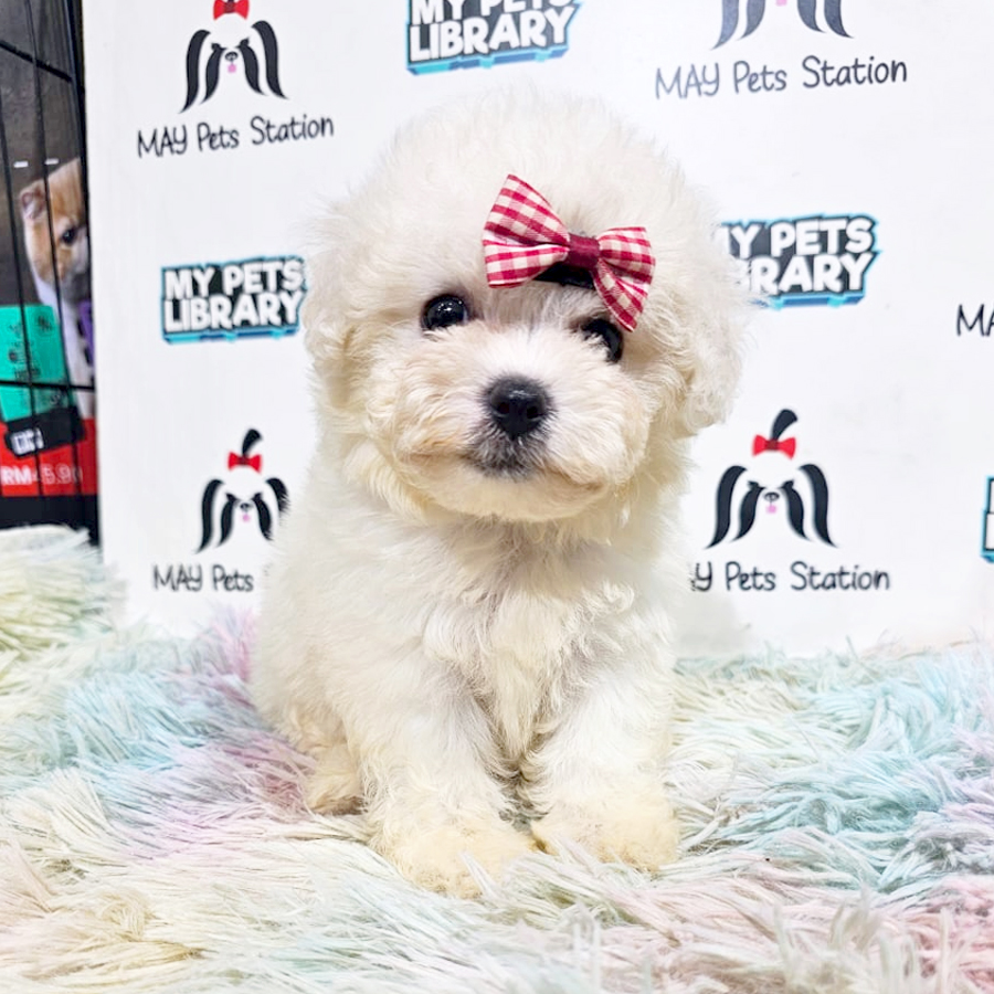 Tiny Bichon Frise Puppy (Female) For Sale
