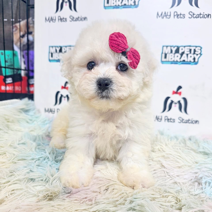 Tiny Bichon Frise Puppy (Female) For Sale