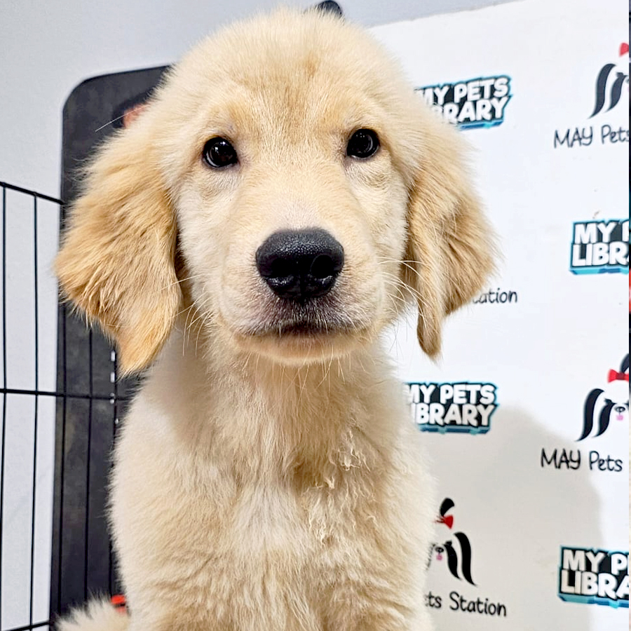 Golden Retriever Puppy (Male) For Sale