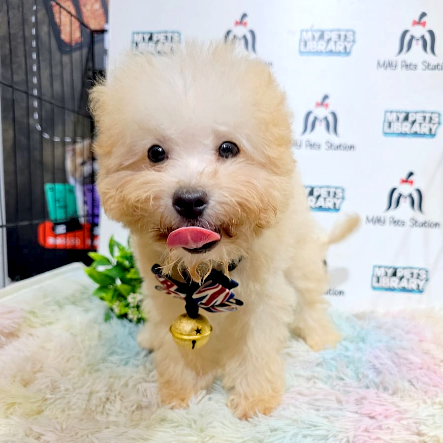 Maltipoo Puppy (Male) For Sale