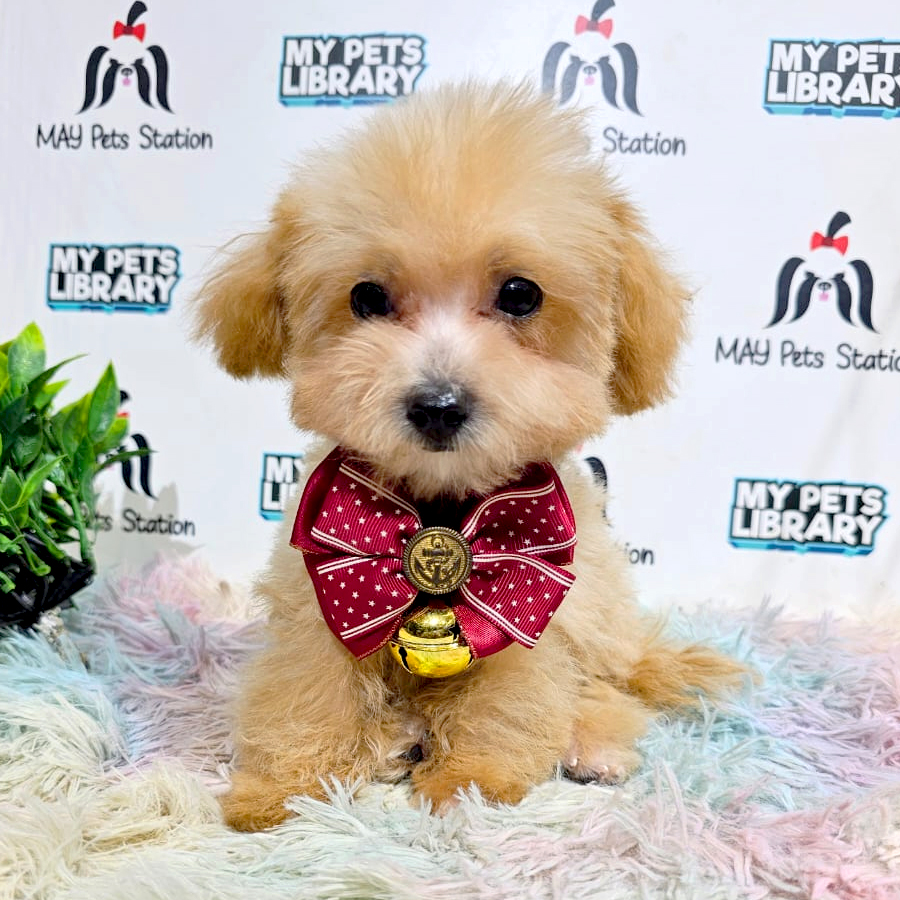 Maltipoo Puppy (Male) For Sale
